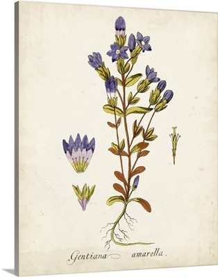 Antique Herb Botanical II