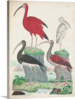 Antique Heron & Waterbirds II