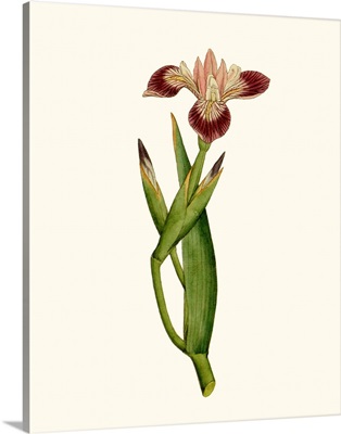 Antique Iris II