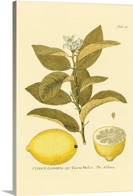 Antique Lemon
