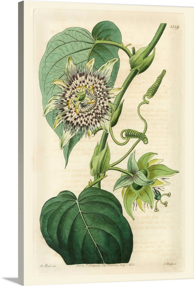 Antique Passionflower I