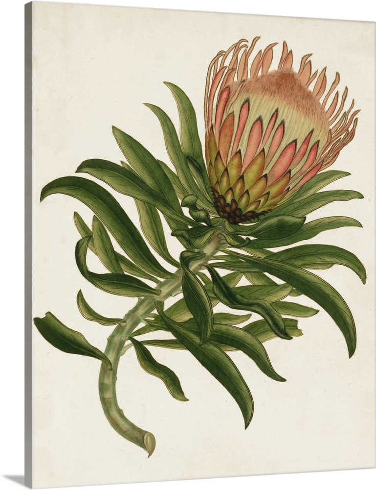 A decorative vintage illustration of a sugarbushes (or Fynbos).