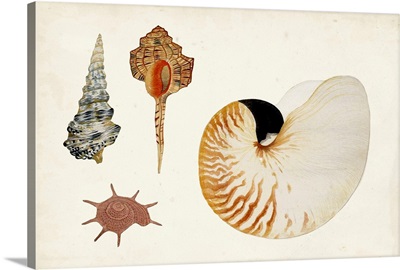 Antique Shell Anthology I