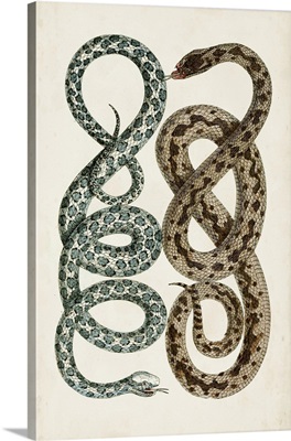 Antique Snakes IV