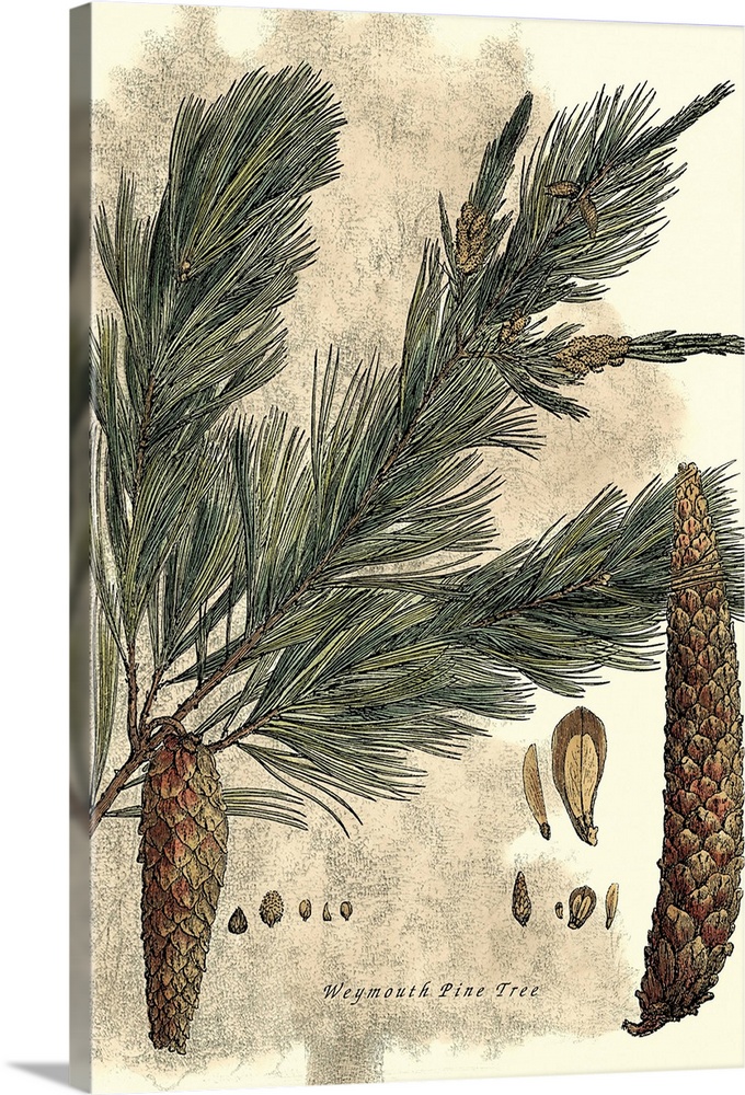Vintage stylized illustration of a tree branch with pine cones hanging from it.
