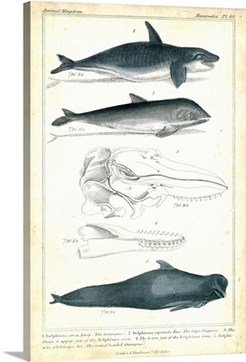 Antique Whale and Dolphin Study I
