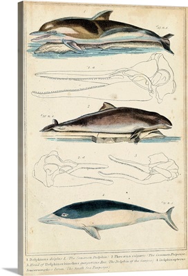 Antique Whale and Dolphin Study II