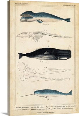 Antique Whale and Dolphin Study III