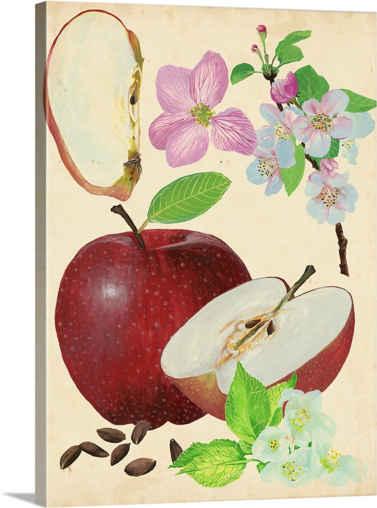 Illustration of an apple whole, halves, seeds, and blossoms.