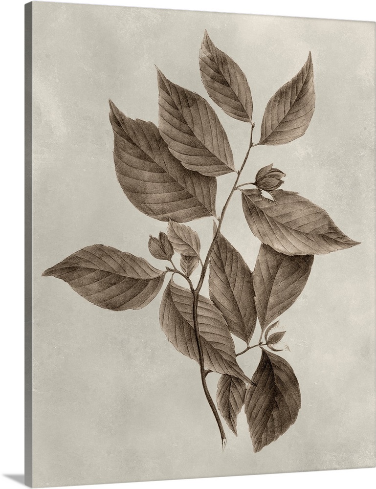 Sepia-toned botanical illustration of several tree leaves on a branch.
