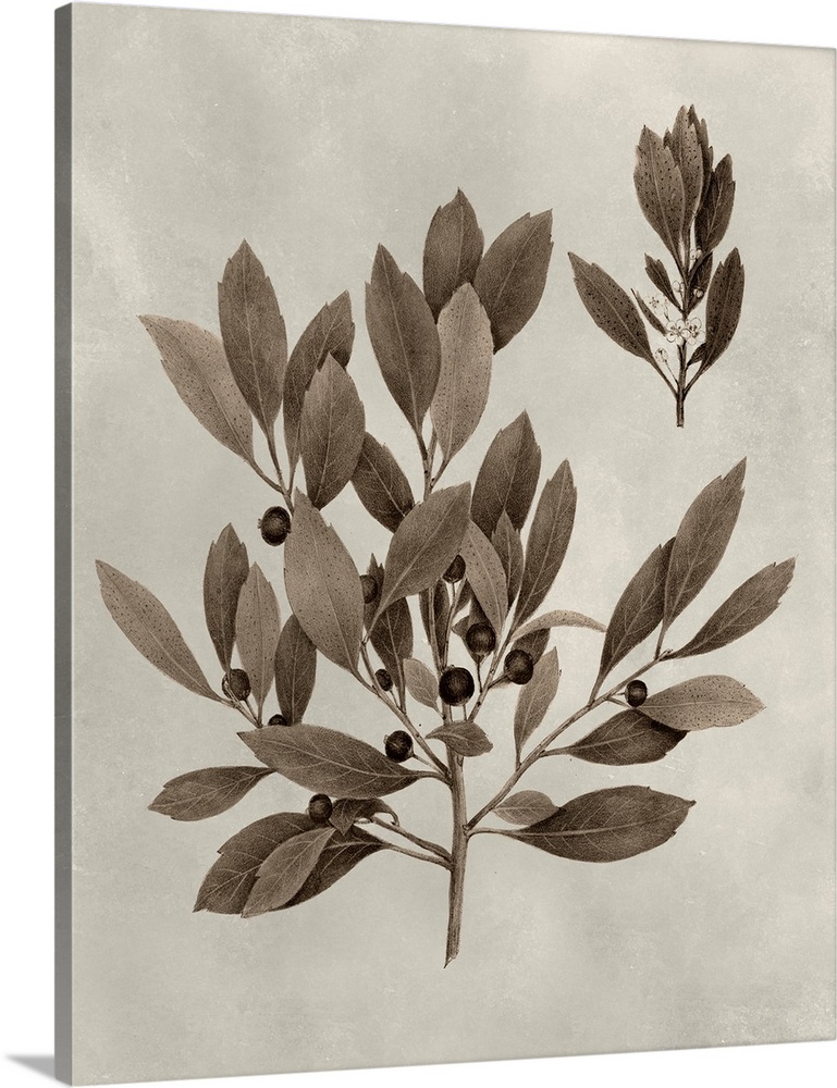 Sepia-toned botanical illustration of several tree leaves on a branch.