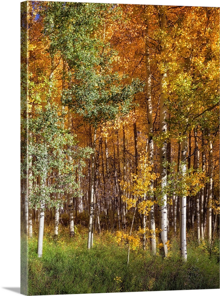 Grove of aspen trees turning autumn colors in the sunlight.