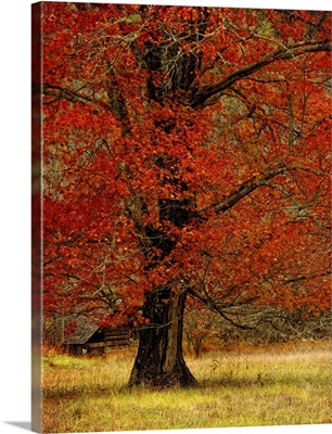 Autumn Oak II