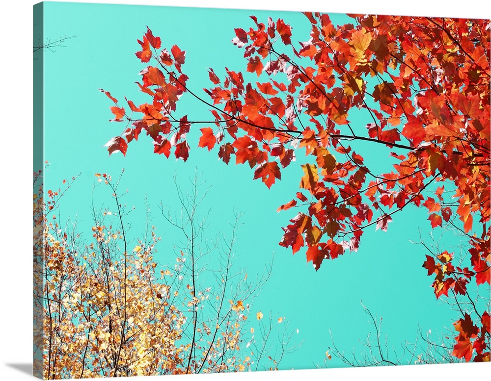 Vibrant orange fall leaves contrasting with a bright turquoise sky.
