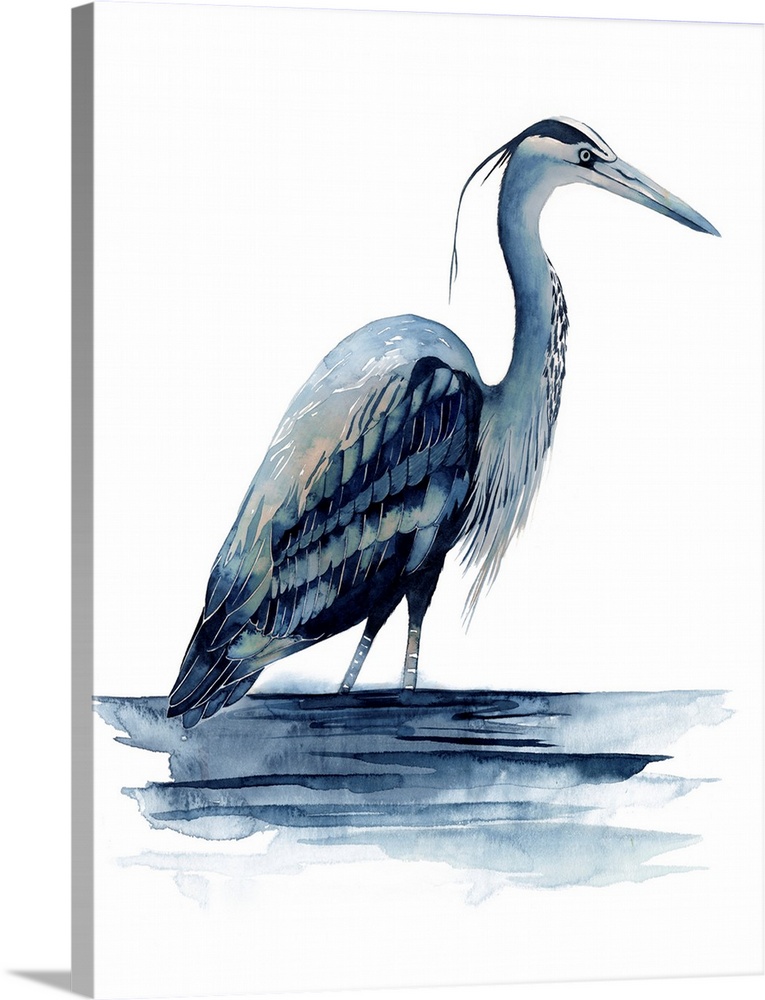 Watercolor illustration of a Great Blue Heron on white.