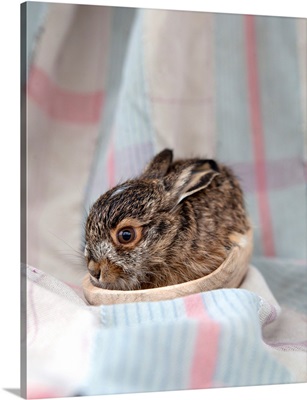 Baby Rabbit III