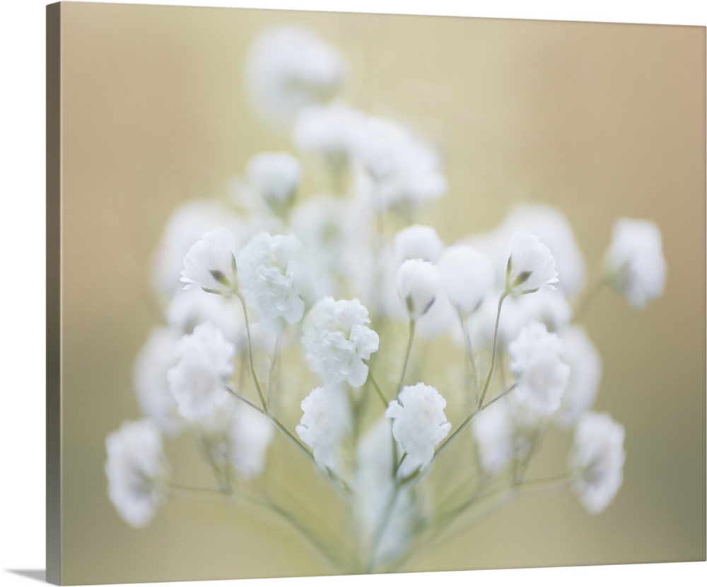 Baby's Breath Study I