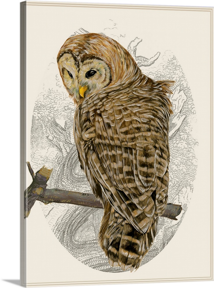 Illustration of a sleepy barred owl in an oval cameo frame.