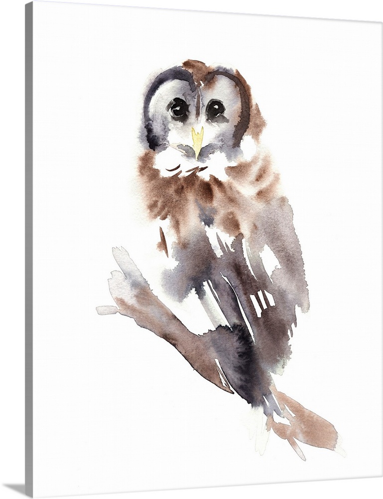 Barred Owl Impressions II