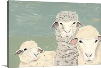 Bashful Sheep II