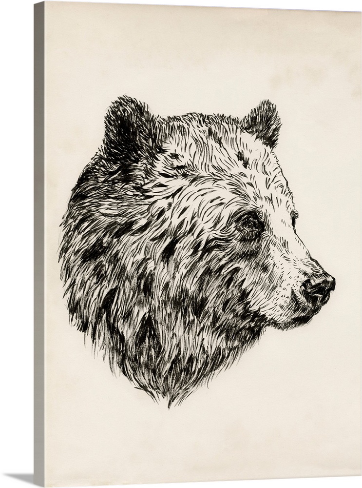 Bear Ink Sketch I