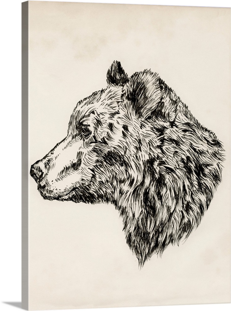 Bear Ink Sketch II