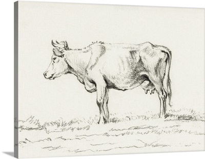Bernard Cow Sketch I