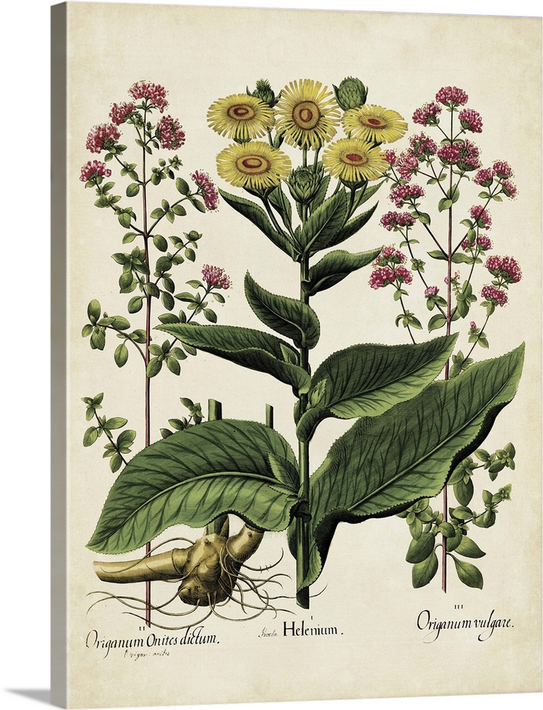 Contemporary botanical illustration in a vintage art style.