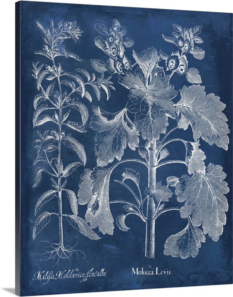 Vintage-inspired botanical illustration of besler leaves on an indigo background.