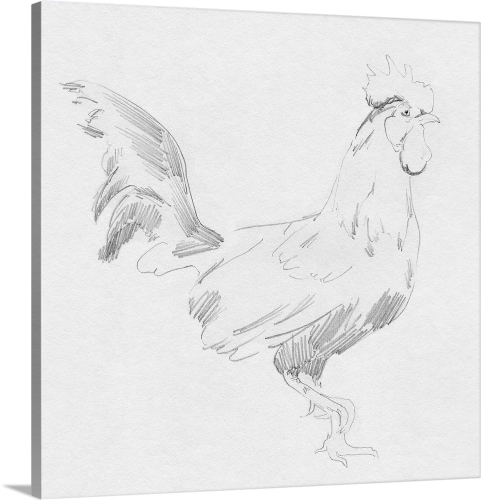 Big Rooster Sketch I