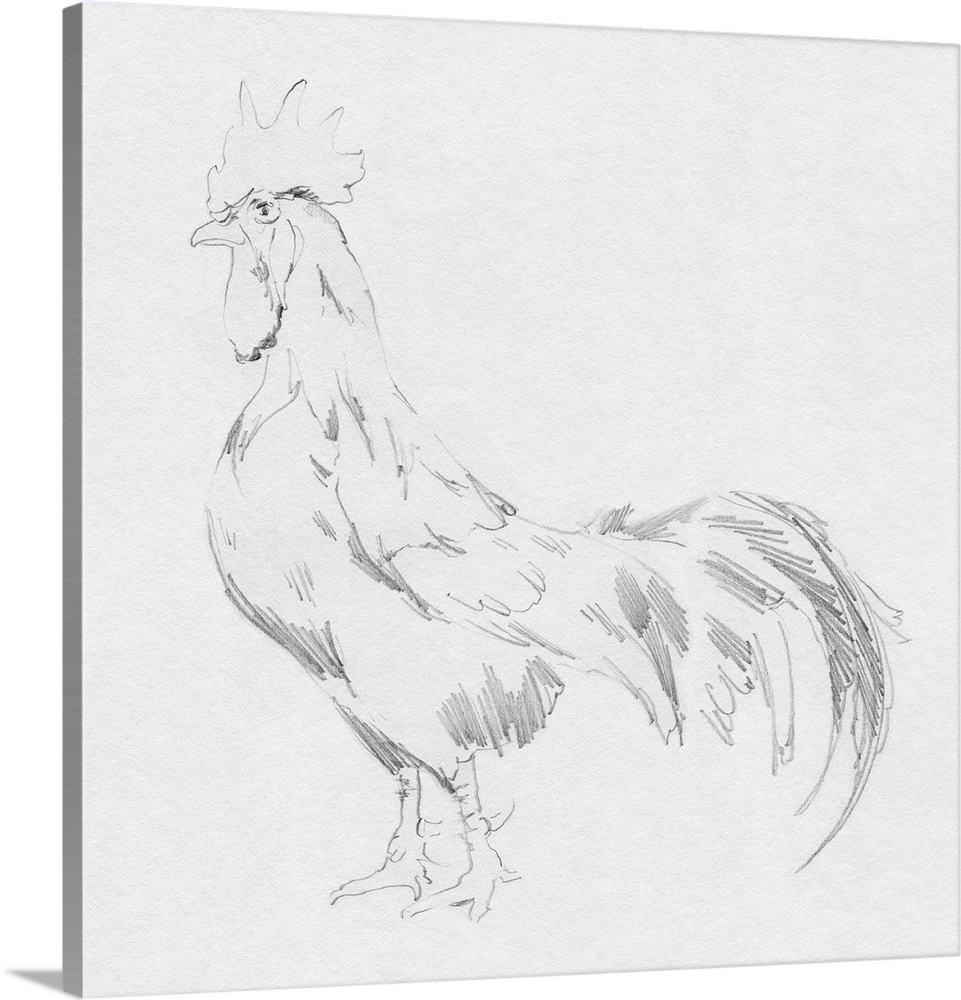 Big Rooster Sketch II