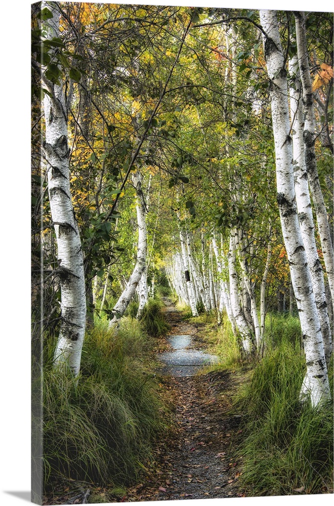 Pathway through white birch trees in a thick forest.