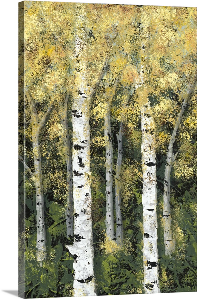 Birch Treeline II