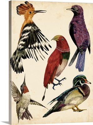 Bird Collection II