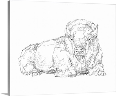 Bison Contour Sketch I