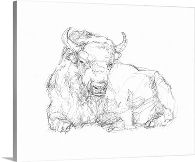 Bison Contour Sketch II