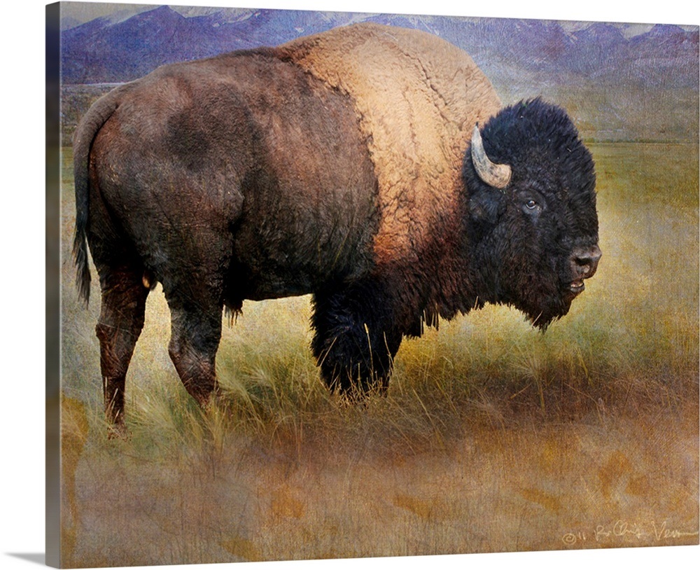 Bison Portrait II Wall Art, Canvas Prints, Framed Prints, Wall Peels ...