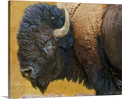 Bison Portrait III