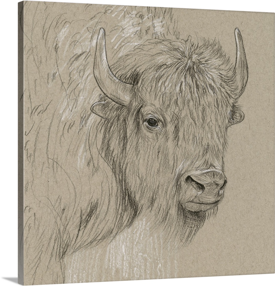 Black and white sketch of a bison on a neutral background.