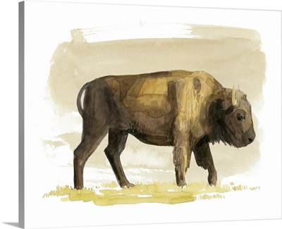 Bison Watercolor Sketch I