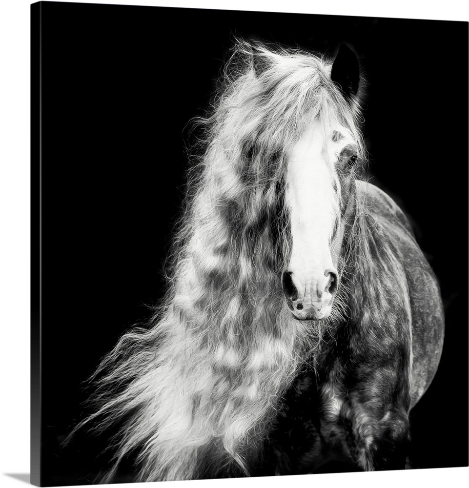 Black And White Horse Portrait I
