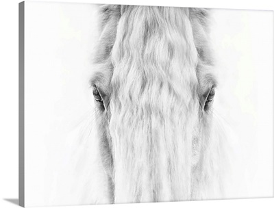 Black And White Horse Portrait IV
