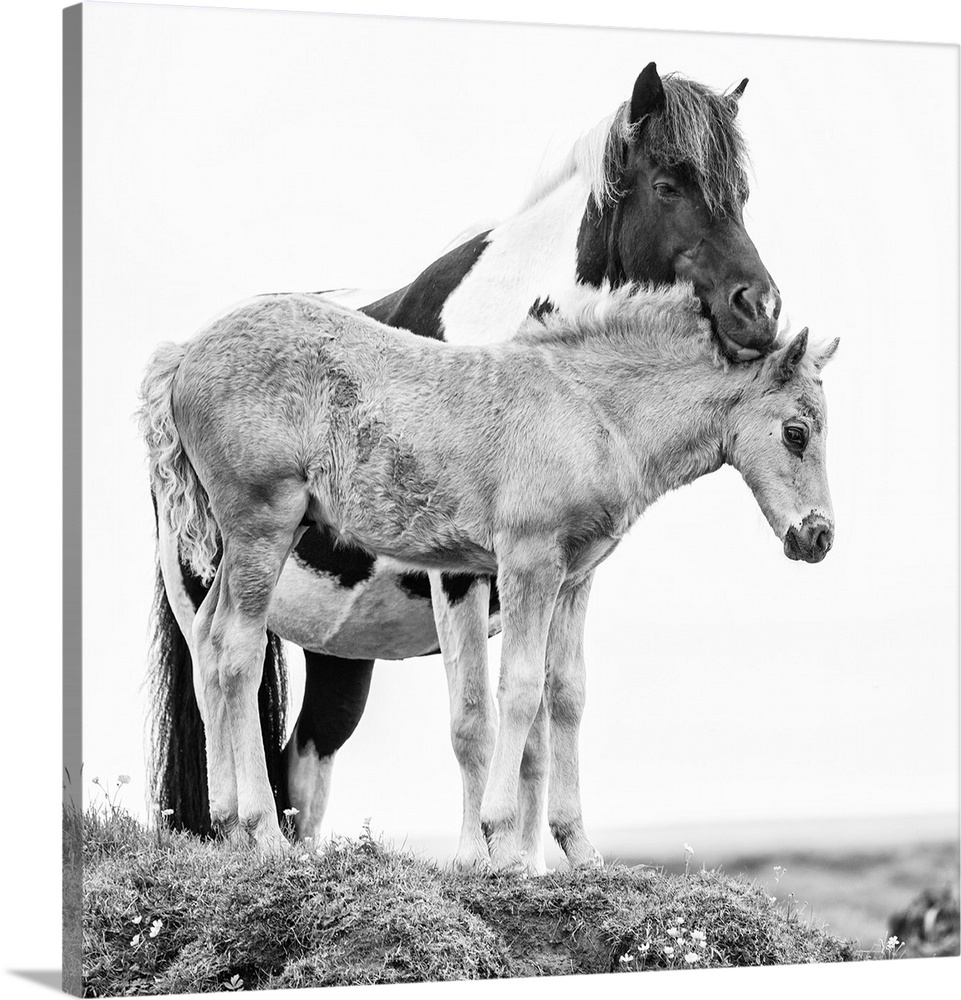 Black and white photo of a horse nuzzling her foal.