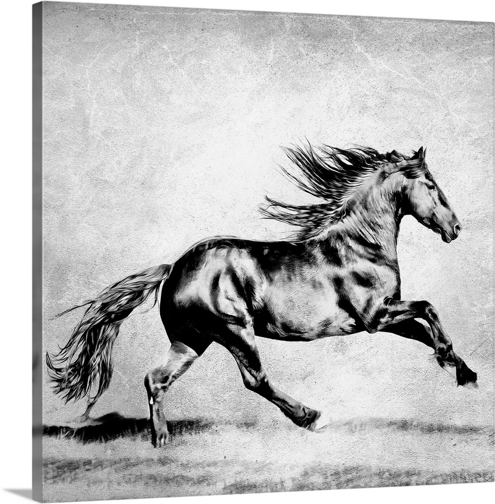 Black and white photography of a black horse galloping in a field.