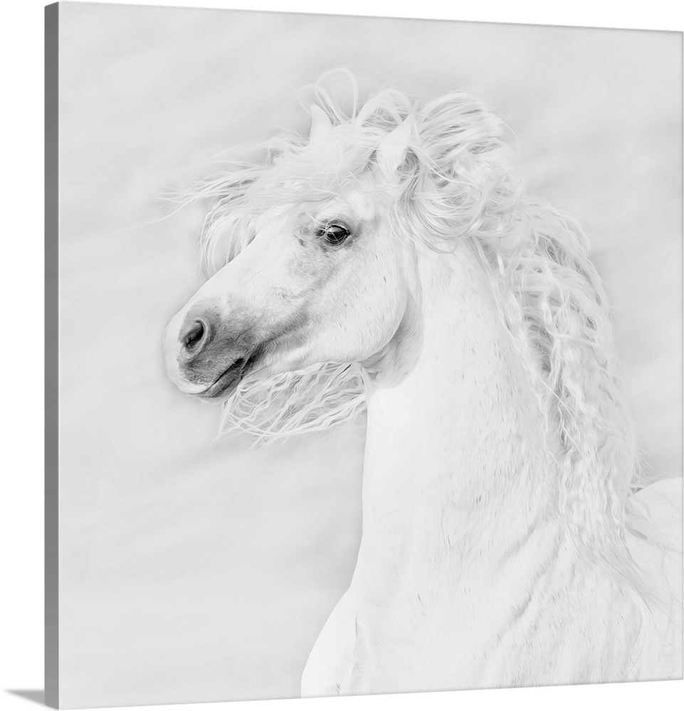 black-and-white-horses-iii-wall-art-canvas-prints-framed-prints-wall