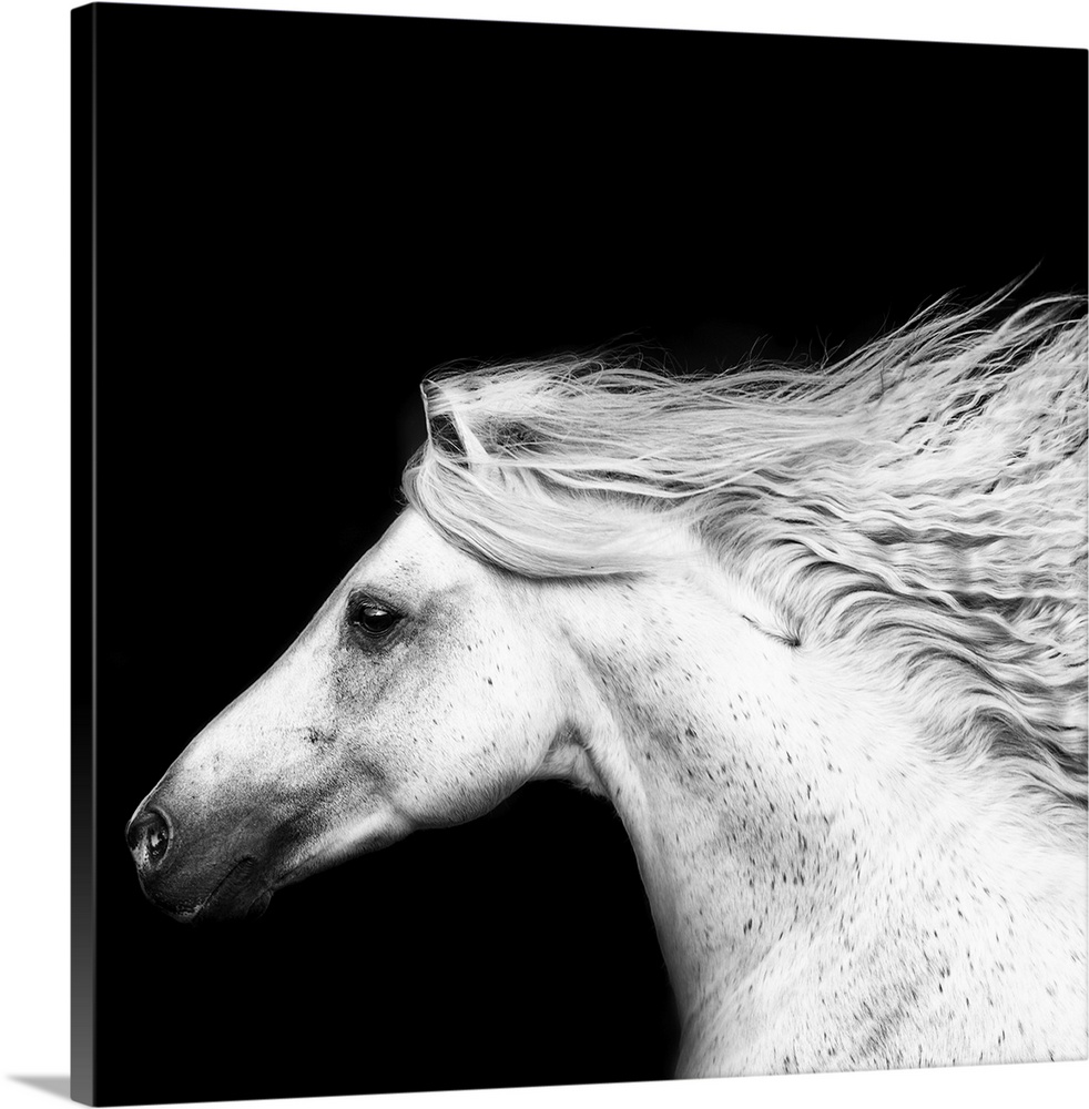 Black and white portrait of a white horse with its mane flowing in the wind.