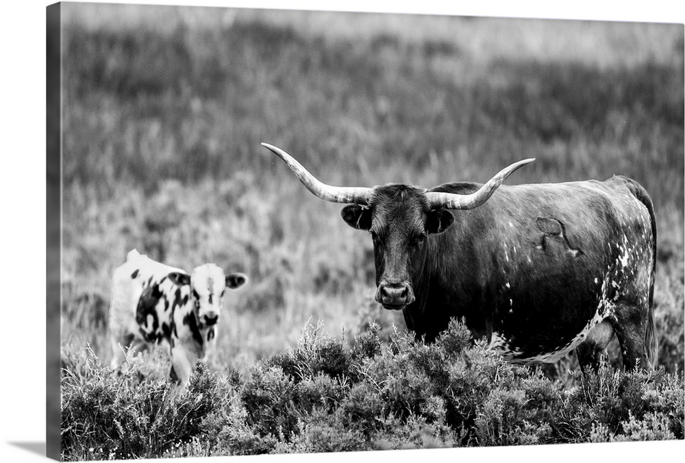 Photograph of a longhorn cow and calf grazing in field of tall grasses.