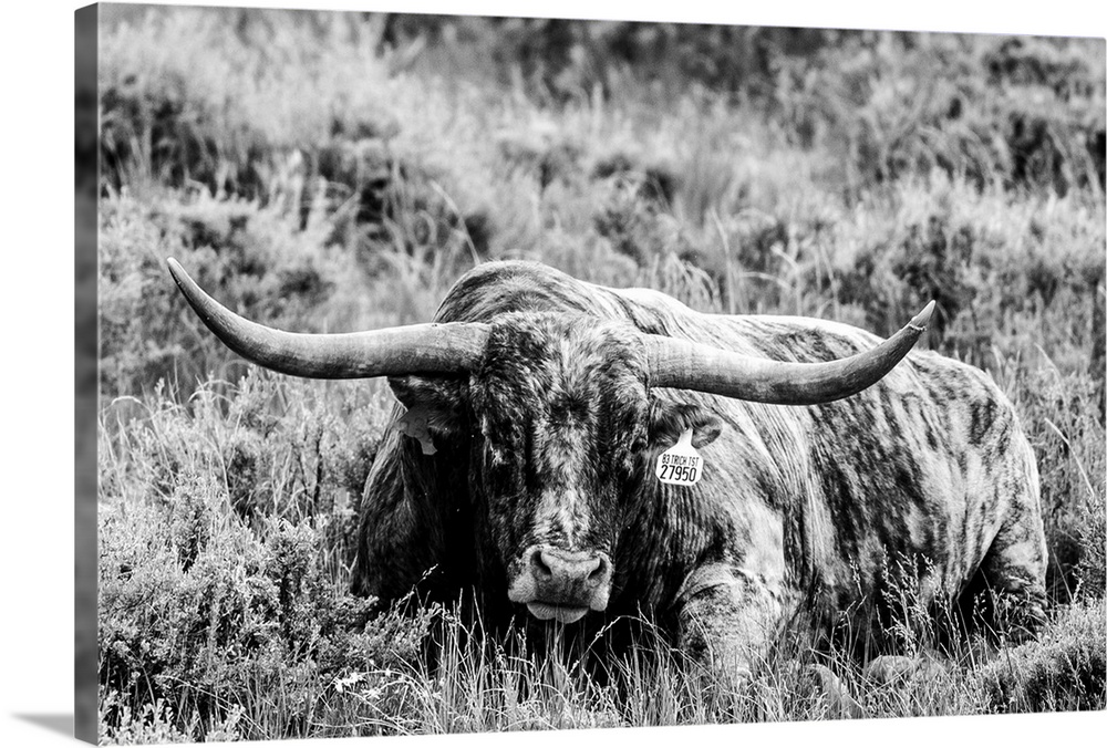 Photograph of a longhorn cow laying down in field of tall grasses.
