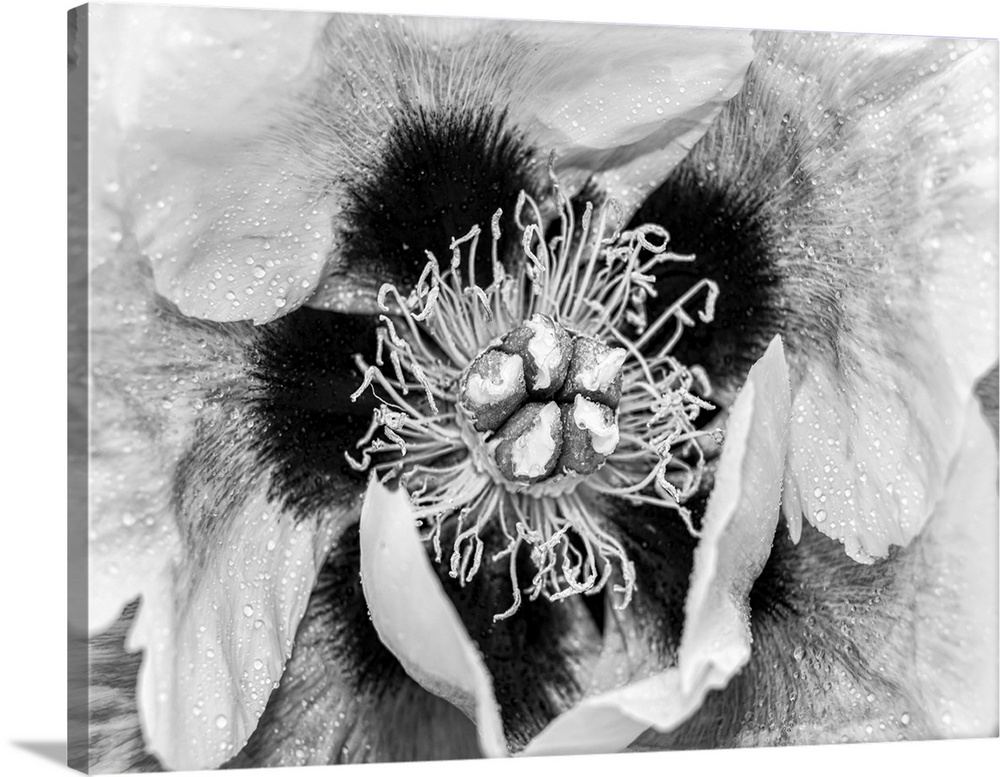 Close up photo of the center detail of a Peony flower.