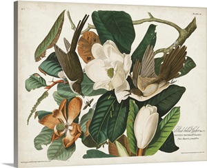 Black-Billed Cuckoo image thumbnail